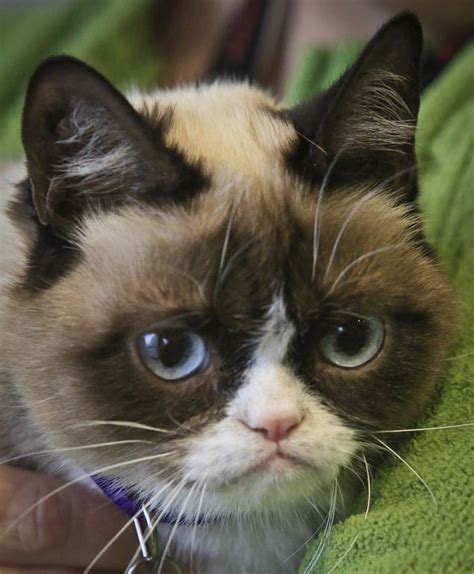 The Webs Grumpiest Cat Has Hit Her Terrible Twos Grumpy Cat Grumpy Cat Humor Cats