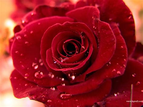 Lindas Rosas Vermelhas Imagens De Flores