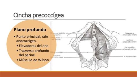 Anatomía Aparato Genital Femenino Ginecología