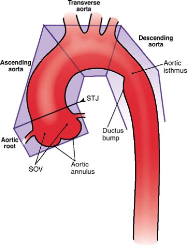 Thoracic Aorta Thoracic Key