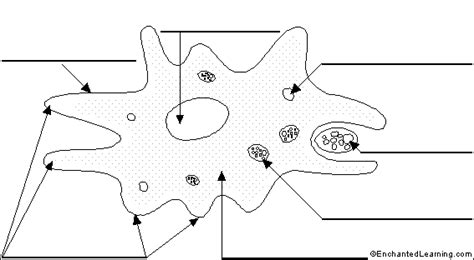 As viewed with a light microscope, amoeba are clear with small round organelles. Amoeba coloring sheet - week 3 | Protists, Coloring sheets ...