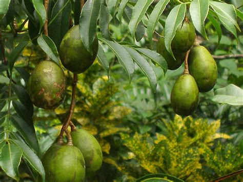Vietnamese Ambarella Fruit Types And Benefits
