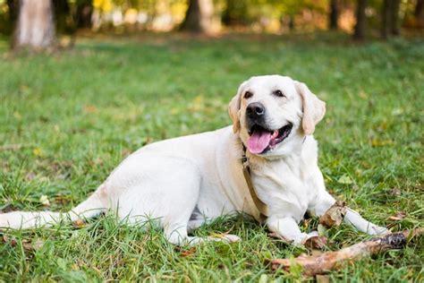 Free Photo Portrait Of Cute Labrador Sitting On The Grass