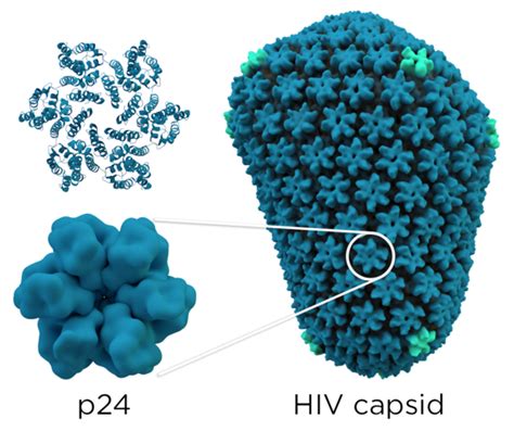 The Capsid Protein A Master Regulator Of Hiv Replication