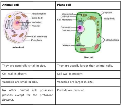 Cbse Grade 8 Cell Structure And Functions