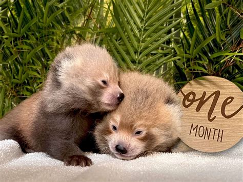Bpzoo Welcomes Two Endangered Red Panda Cubs The Buttonwood Park Zoo