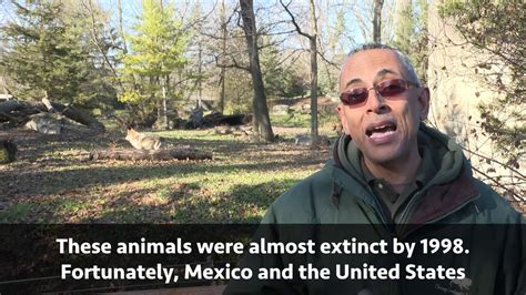 Support Brookfield Zoo And The Mexican Wolf Recovery Program Youtube