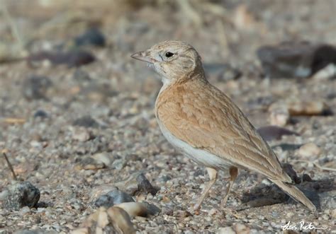 Dunns Lark Western Sahara Ii Bird Images From Foreign Trips