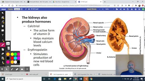 The Urinary System Chapter 9 Youtube