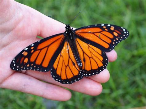Does Agriculture Cause Monarch Butterflies To Go Extinct