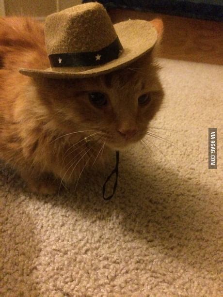 Sale Cat With Cowboy Hat In Stock