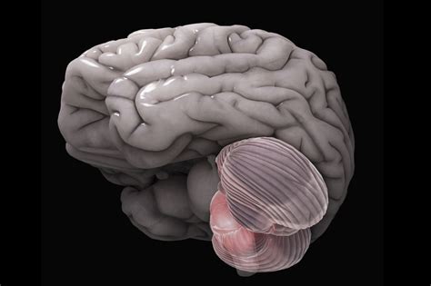 Anatomy Of The Brain Cerebellum Function