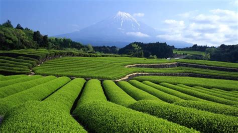 Download Man Made Tea Plantation Hd Wallpaper
