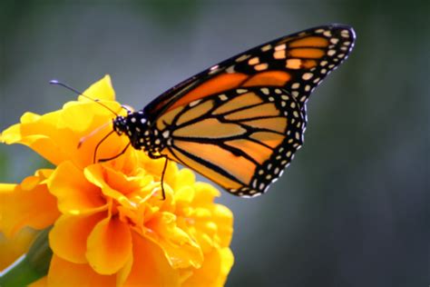 Monarch Butterfly Landing On Flower Stock Photo Download Image Now