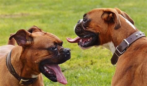 Images Gratuites Prairie Jouer Chiens Vertébré Sanctuaire Race