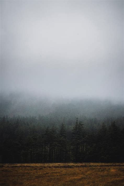 5k Free Download Forest Fog Trees Spruce Darkness Hd Phone