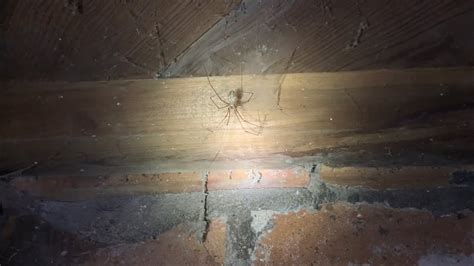 Cellar Spiders In Basement Youtube