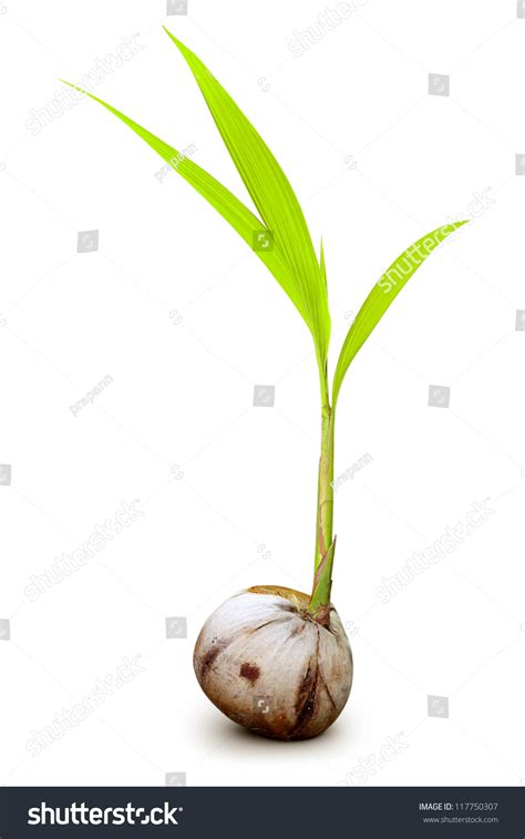 Sprout Coconut Tree Isolated Stock Photo 117750307 Shutterstock