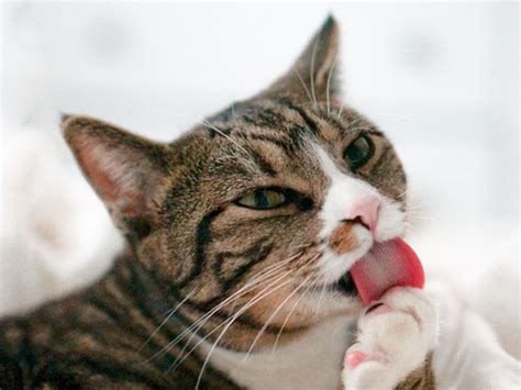 Why Do Cat Tongues Have Spines