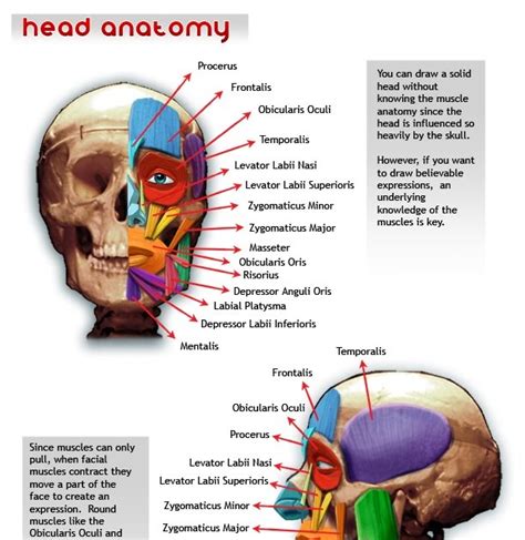Drawsh Head Anatomy