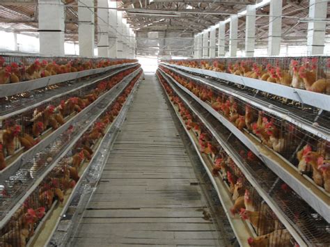 Yesterday at 6:21 am ·. Peralatan kandang petelur | PERALATAN KANDANG AYAM