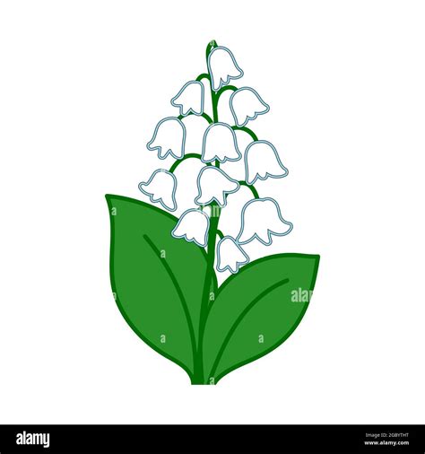 May Lily Lily Of The Valley Spring Flowers With Leaves White Flower