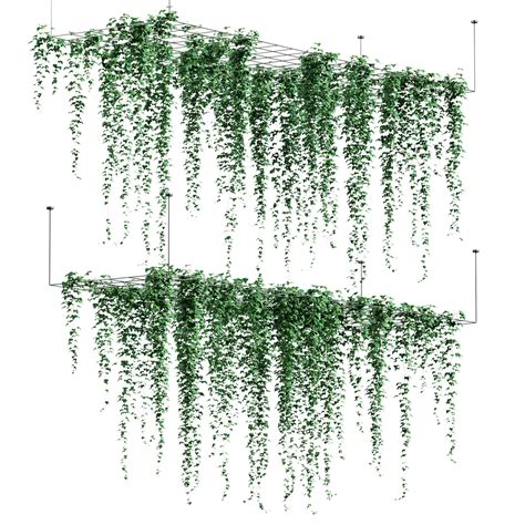 Ivy Hanging From The Ceiling On A Trellis 6 Models 3d Model Cgtrader