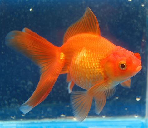 Goldfish Pet Goldfish Pet Portrait Pet Accessories Pet Aesthetic Animal