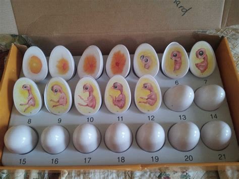 Fertile Chicken Eggs The American Mastermind