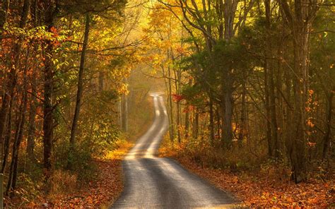Nature Landscapes Trees Forests Roads Street Path Leaves Fall