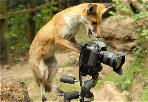 20 Funny Animals Appear To Be Taking Photos With Cameras