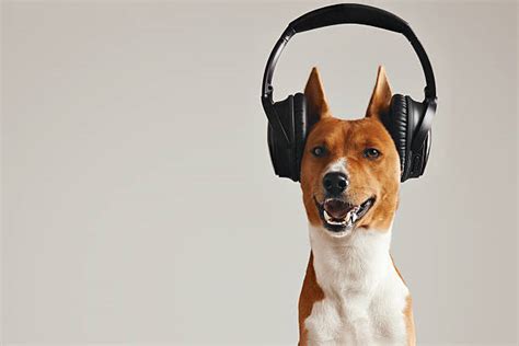 Dog With Headphones Stock Photos Pictures And Royalty Free Images Istock