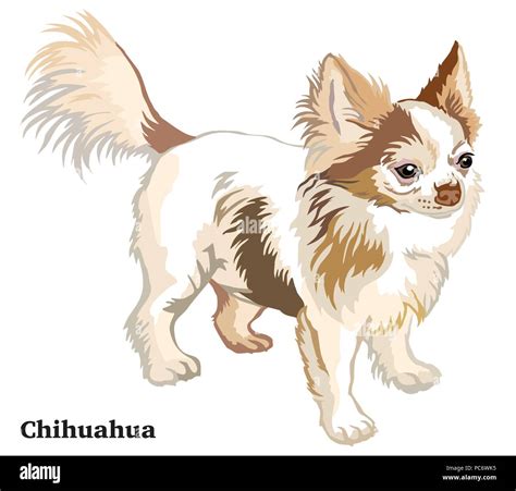 Chihuahua Outline Vector Stock Vector Images Alamy