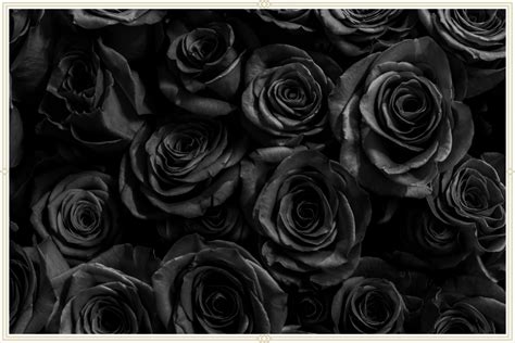 What Is The Meaning Of Black Roses Proflowers