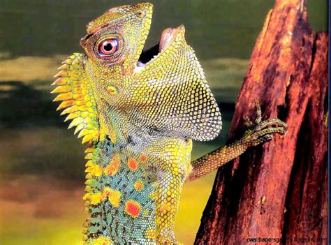 Unique Reptiles Wallpapers Gallery
