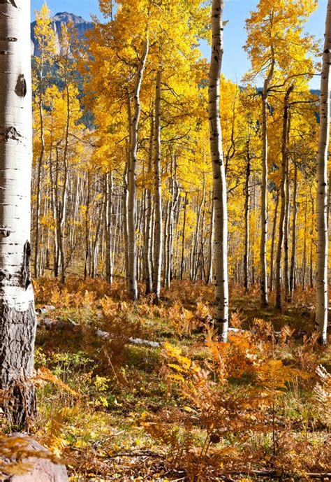 Aspen Trees In Fall Colorado Mountains Stock Photo Image Of Woods