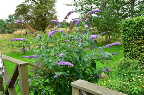How To Plant Butterfly Bush In Your Garden Tricks To Care