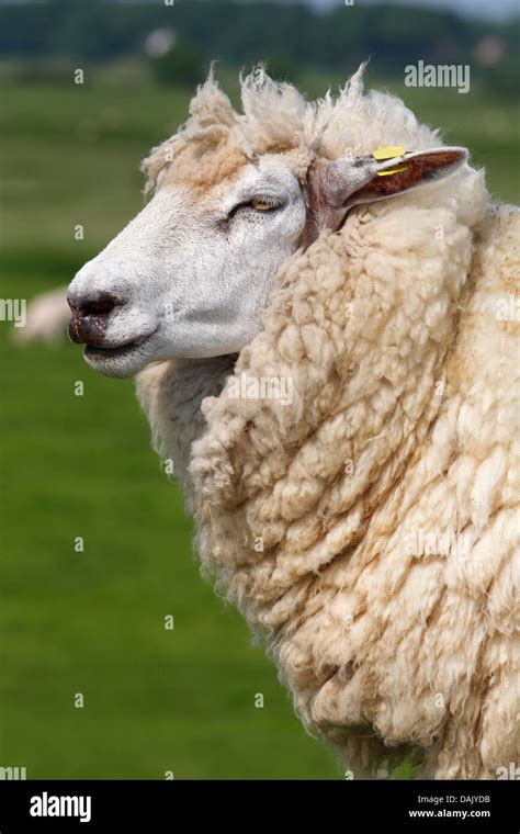 Domestic Sheep Ovis Orientalis Aries With An Ear Tag Ewe Portrait