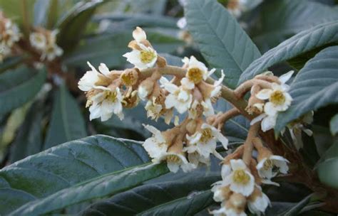 The Grackle Winter Blooms Of The Loquat