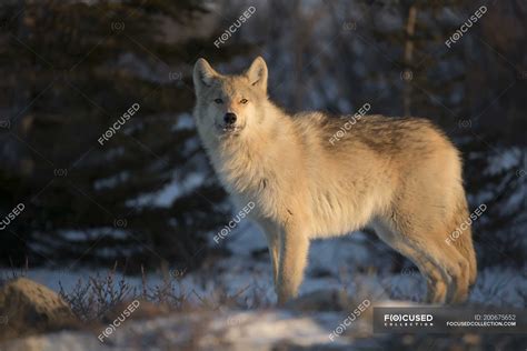 Northwestern Wolf Canis Lupus Occidentalis In The Setting Sun