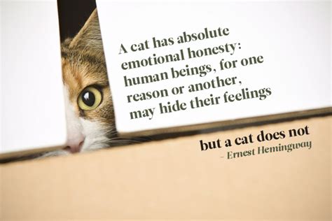 A Cat Has Absolute Emotional Honesty Human Beings For One Reason Or