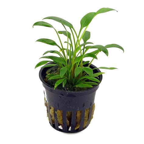 The typical habitats of cryptocoryne are mostly streams and rivers with not too rapidly flowing water, in the lowland forest. Cryptocoryne x willisii "nevillii" - pot | Aquasabi ...