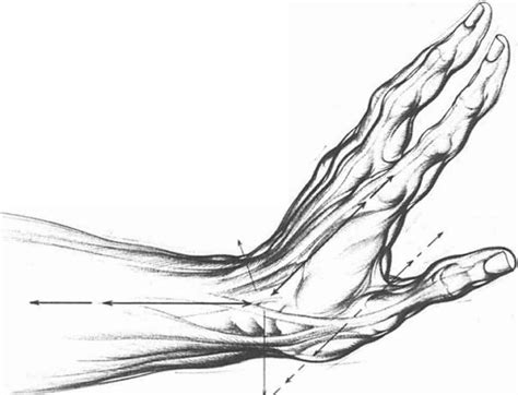 Angle Of Palm Elevation Drawing Hands Joshua Nava Arts