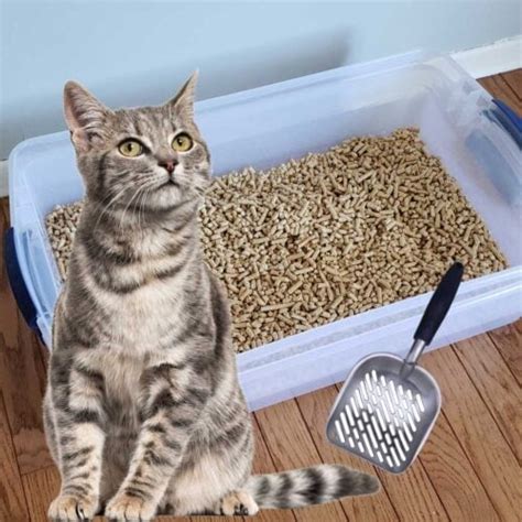 Diy Sifting Cat Litter Box Using Low Cost Pine Pellets