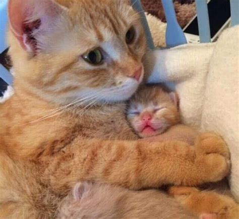 Momma Cat Hugs Newborn Cute Animals Cat Hug Kittens