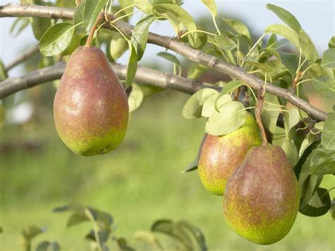 We did not find results for: PEAR TREE - Multi-Variety Fruit Tree - PEAR - 5 varieties ...