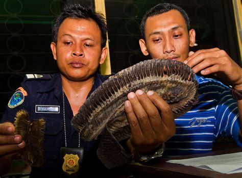Massive Manta Ray Bust Blows Lid Off Indonesias Wild Trade The Dodo
