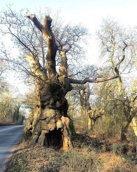 Britains Oldest Trees 7 Of Our Favourites Bt Tree Tree Care