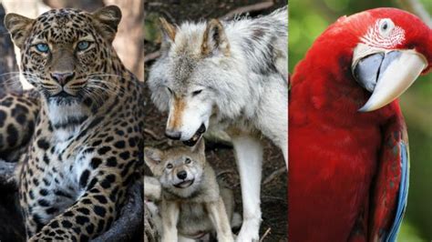 5 Especies En Peligro De Extincion En Mexico