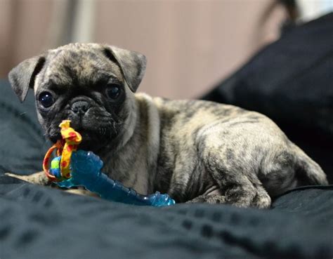 Cute Brindle Pug Puppy Pet Pug Pug Puppies Cute Pugs Cute Funny